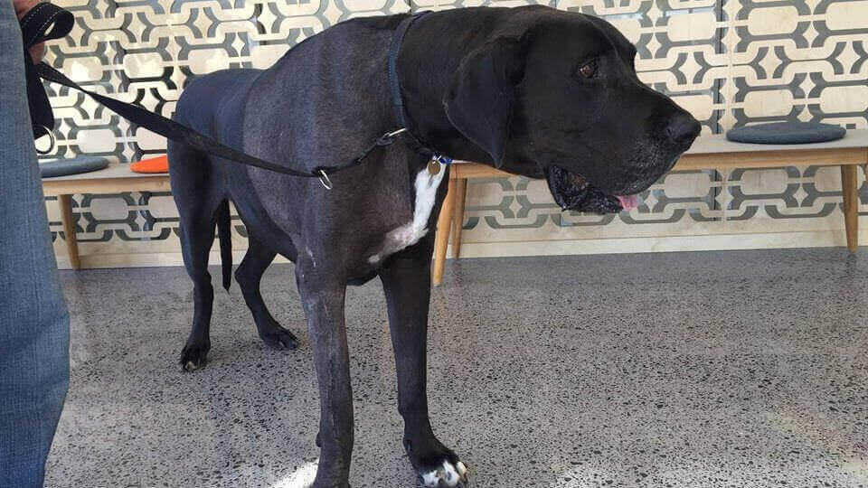 Featured image of Give a Dog a Bone (Implant) with 3D Printing