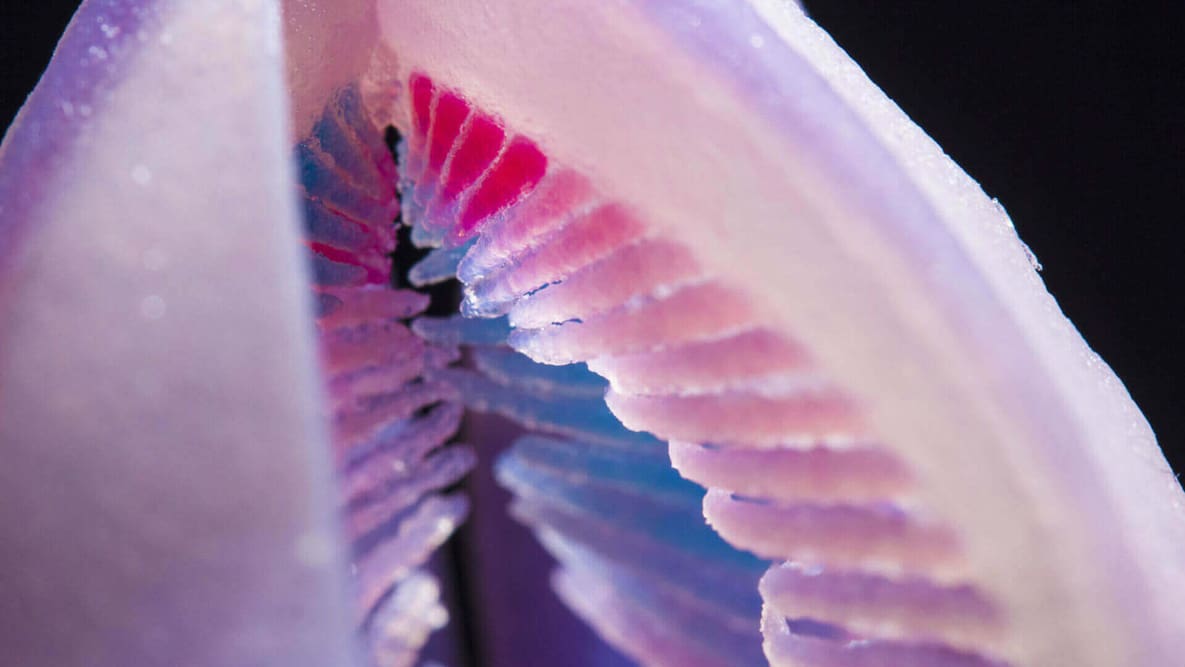 Featured image of Chromatose is a Synthetic 3D Printed Venus Flytrap