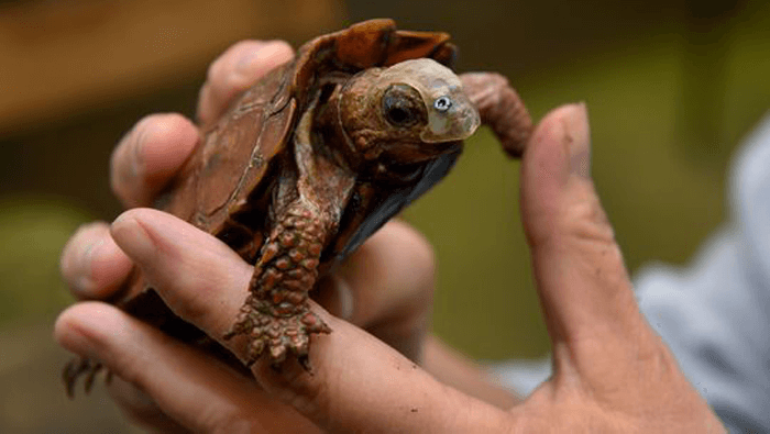 Featured image of Patches the Turtle Dons 3D Printed Prosthetic Mask After Facial Injury