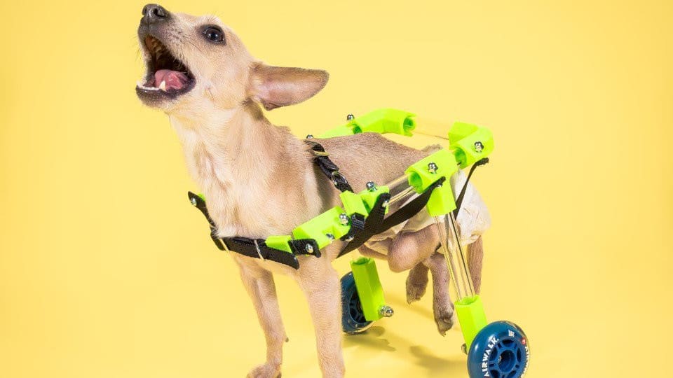 Featured image of Create Your Own Customizable Pet Wheelchair