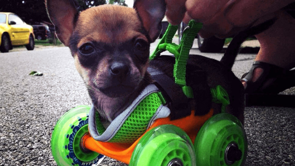 Featured image of 3D Printing Helps our Pets and Friends
