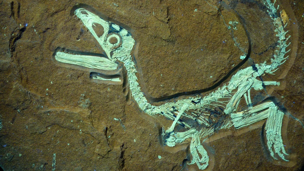 Featured image of Jurassic World Fossils Preserved With 3D Printing