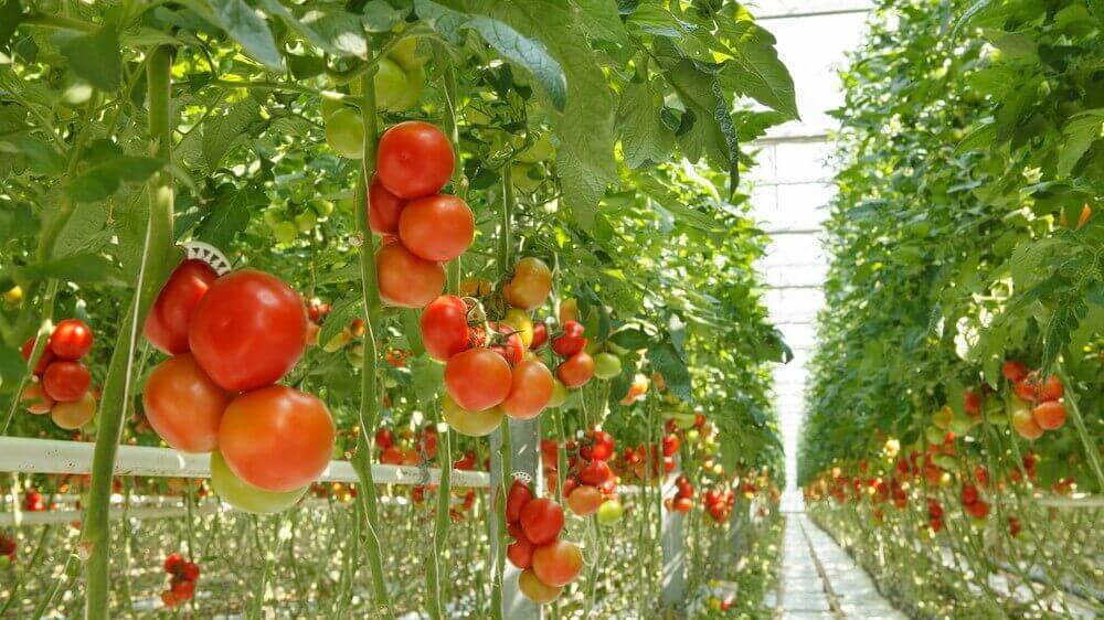Featured image of 3D Printed Hydroponics to Grow Vegetables (or Marijuana)