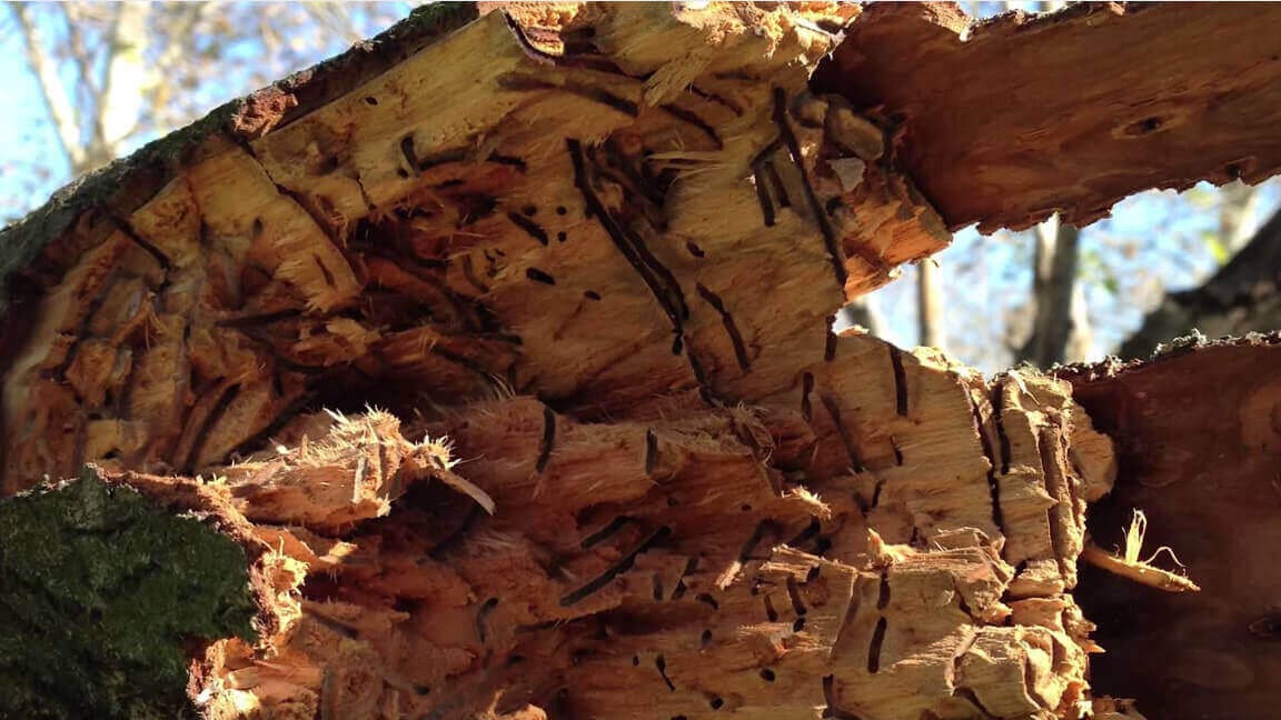 Featured image of Saving Trees with 3D Printed Beetle Traps
