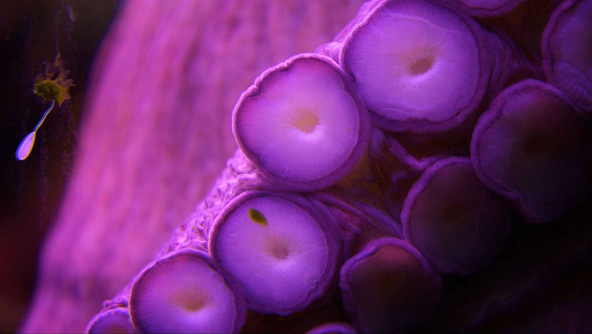 Featured image of 3D Printed Robot Tentacle