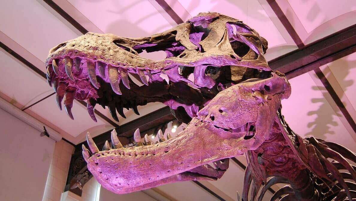 Featured image of 3D Printed Fossils can be Printed and Shared