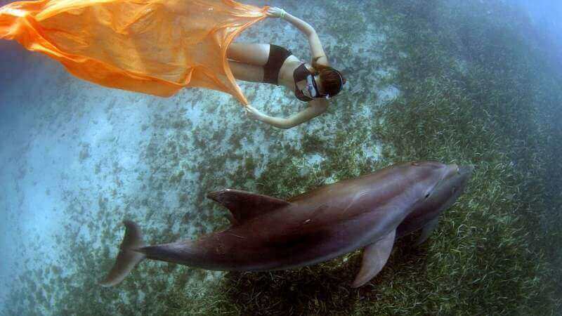 Featured image of Researchers 3D Print How Dolphins See Humans