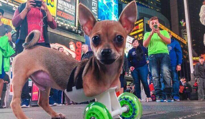 Featured image of 11 Animals Helped Out by 3D Printed Prostheses