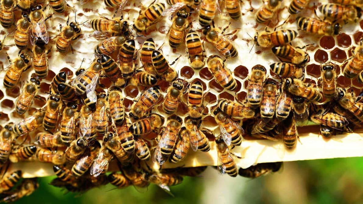 Featured image of 3D Printed Honeycombs Help Optimize Honey Production