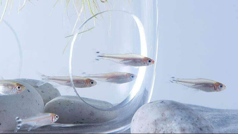 Featured image of Minimalist Art Aquariums Made Possible With 3D Printing
