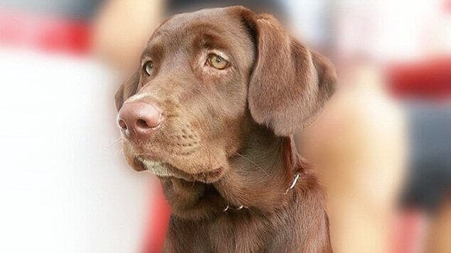 Featured image of Cute Labrador Puppy Gets New 3D Printed Tooth