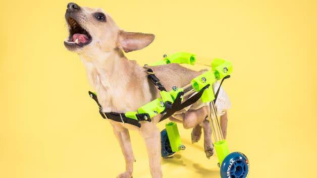 Featured image of The CAP Project uses 3D Printing to Help Pets in Need
