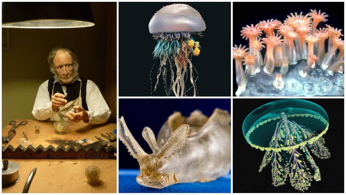 Featured image of Blaschka Glassblowers’ Masterpieces Remodeled with 3D Printing