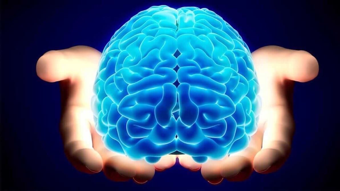 Featured image of 3D Printed Meso-Brain Project Receives €3.3M Funding