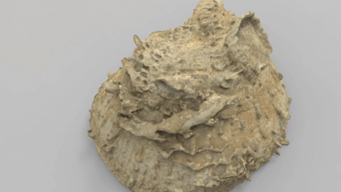 Featured image of Threeding and Artec Digitize Massive Paleontology Collection