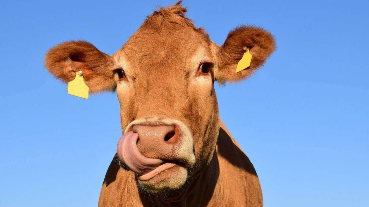 Featured image of Would You Drink Genetically Engineered Yeast Instead of Cow’s Milk?