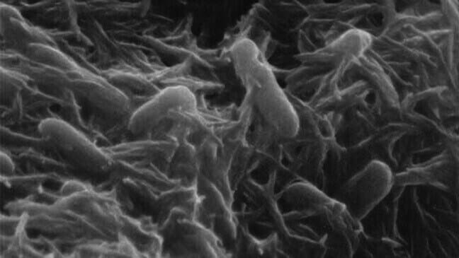 Featured image of 3D Printed Bacteria May Lead to Custom Graphene Materials