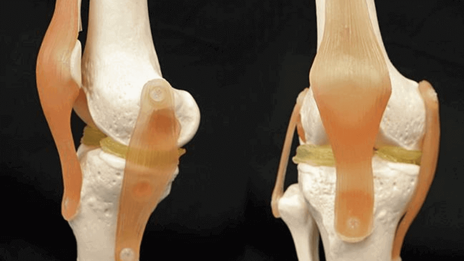 Featured image of Duke University Develops 3D Printable Hydrogel for Menisci Implants