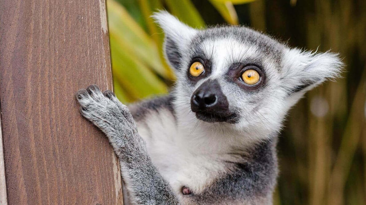 Featured image of Preserving the Endangered Lemur with 3D Scanning and X-Rays