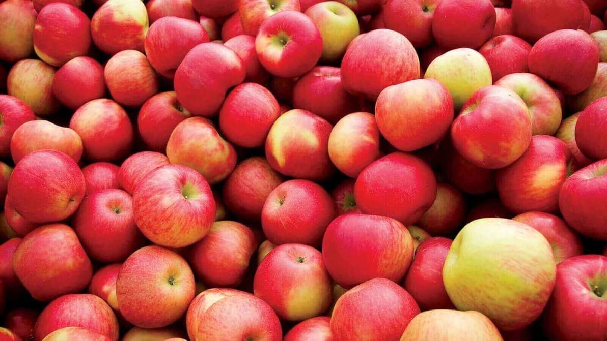 Featured image of Biomaterial From Apple Waste Leads to Medical Breakthrough