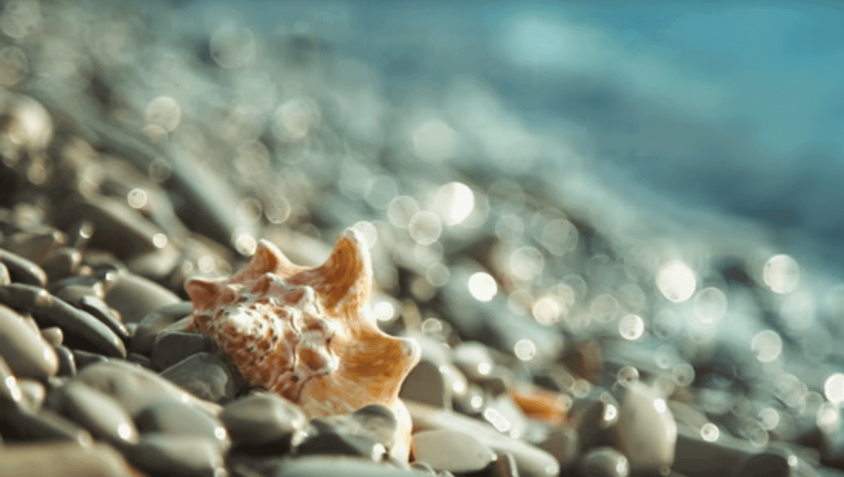 Featured image of Researchers Print Conch Shells To Examine Toughness