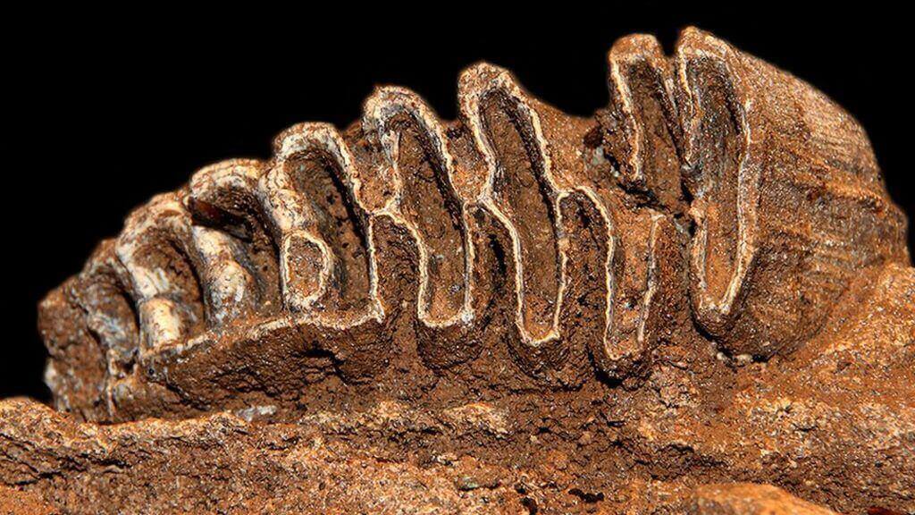 Featured image of Joint Mitnor Cave in Devon Reopens with 3D Printed Fossil Replicas