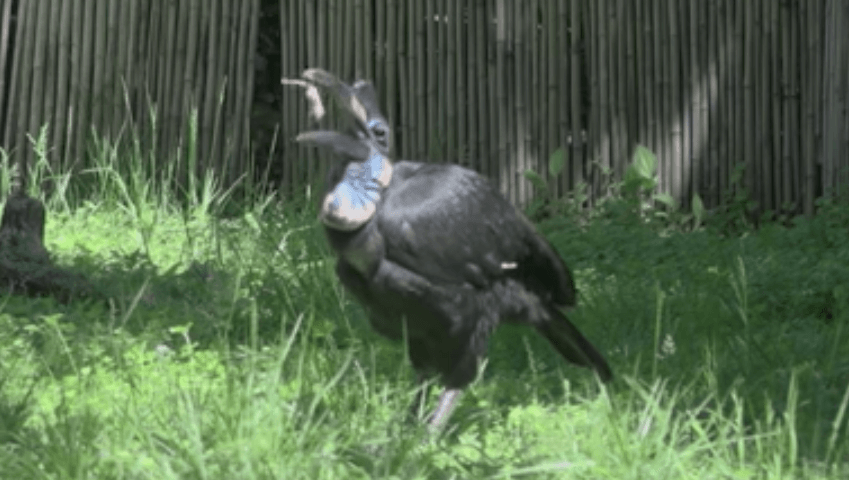 Featured image of Karl the Hornbill Receives a New 3D Printed Beak Prosthetic