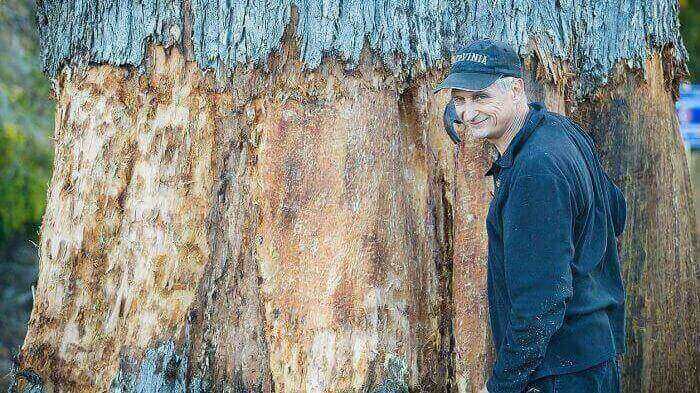 Featured image of Artist Ironically Scans Tasmanian Eucalyptus Tree and 3D Prints it in Paper