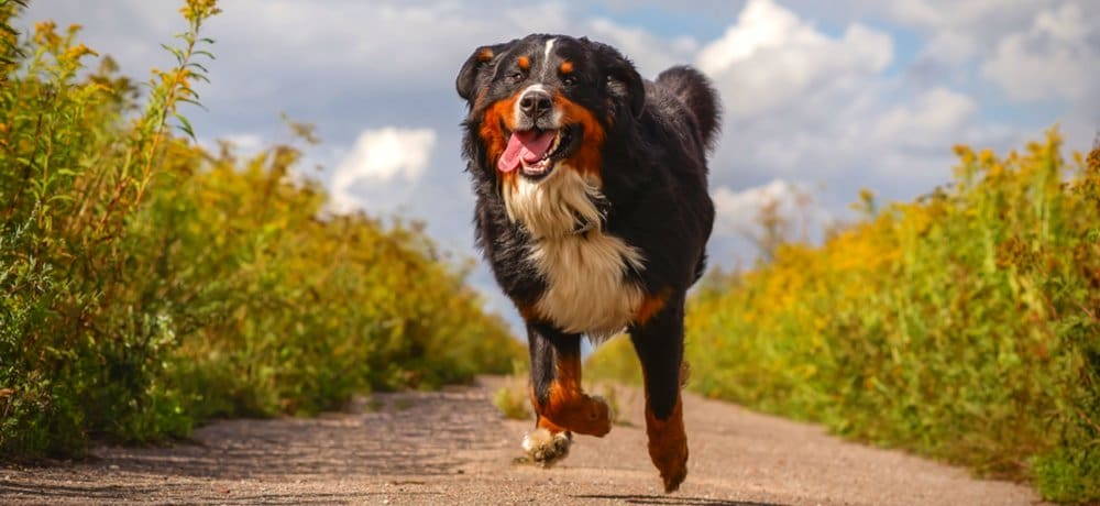 Featured image of Bernese Mountain Dog Receives Life-saving 3D Printed Titanium Implant