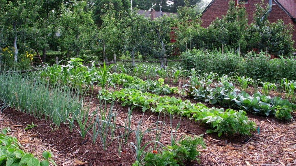 Featured image of AquaRoot: Customized Biodegradable Irrigation Pipes