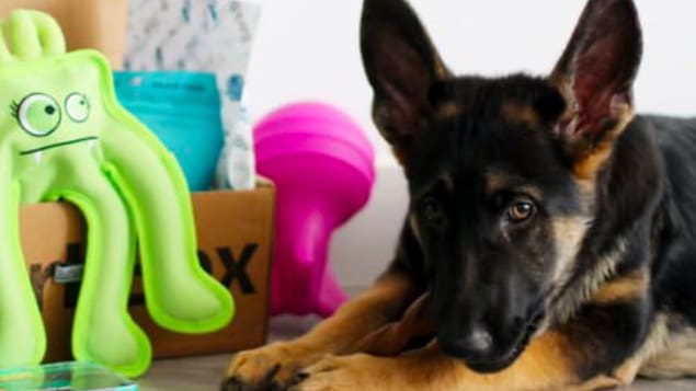 Featured image of Start-up Bark Uses 3D Printing to Prototype Dog Toys