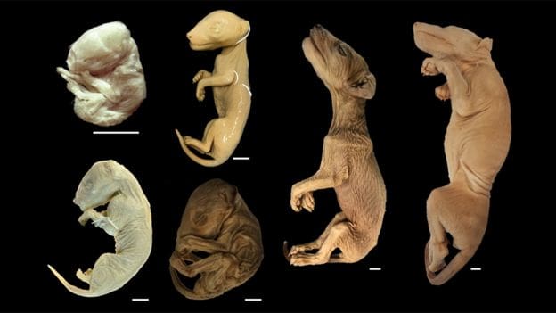 Featured image of 3D Scanning and Printing Tasmanian Tiger Joeys to Give Insight into Extinct Animal