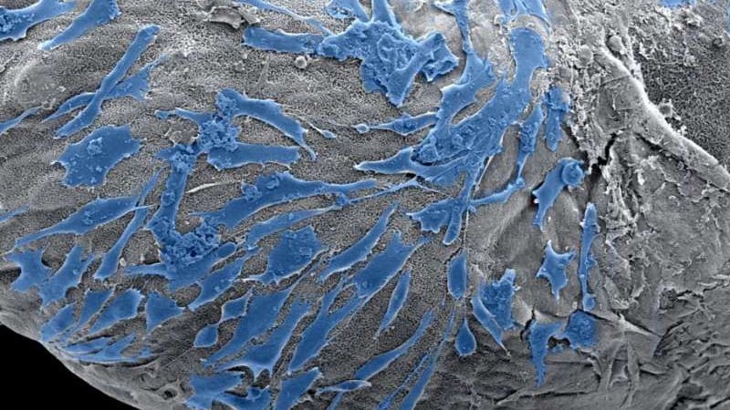 Featured image of Researchers Develop Bioprinting Method to Recreate Biological Structures From Cells and Molecules