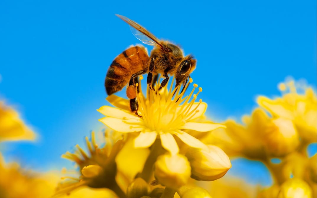 Featured image of 3D Printed Surgical Needle Inspired by Honey Bee Stingers