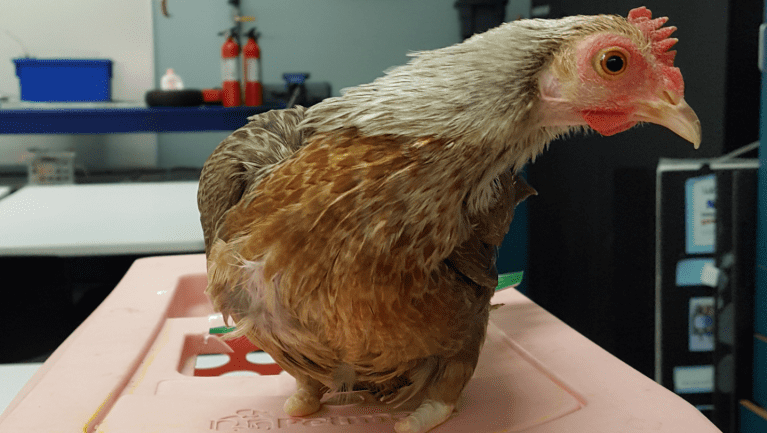 Featured image of Students 3D Print Prosthetic Feet for “Debbie Harry” Chicken