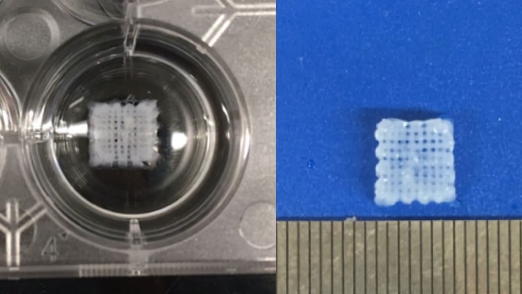 Featured image of Researchers 3D Bioprint Scaffolds to Help Regrow Damaged Peripheral Nerves