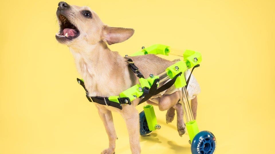 Featured image of Create Your Own Customizable Pet Wheelchair