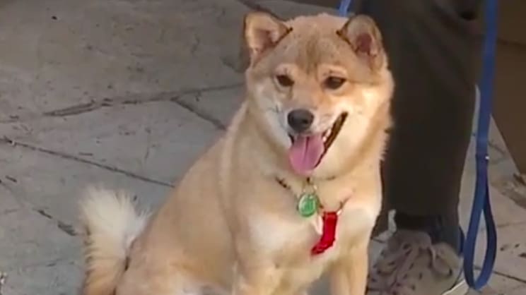 Featured image of Surgically Planning Bento the Puppy’s Recovery with 3D Printing