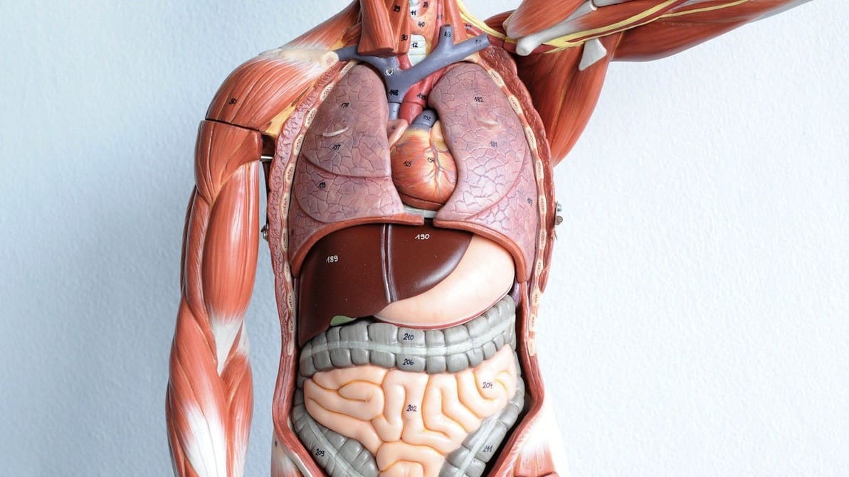 Featured image of Materialise Validates Stratasys and Ultimaker for its Mimics inPrint Anatomical Models Software