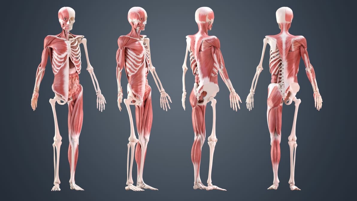 Featured image of Skeleton 3D Model – 5 Best Sources for Skeletal Systems