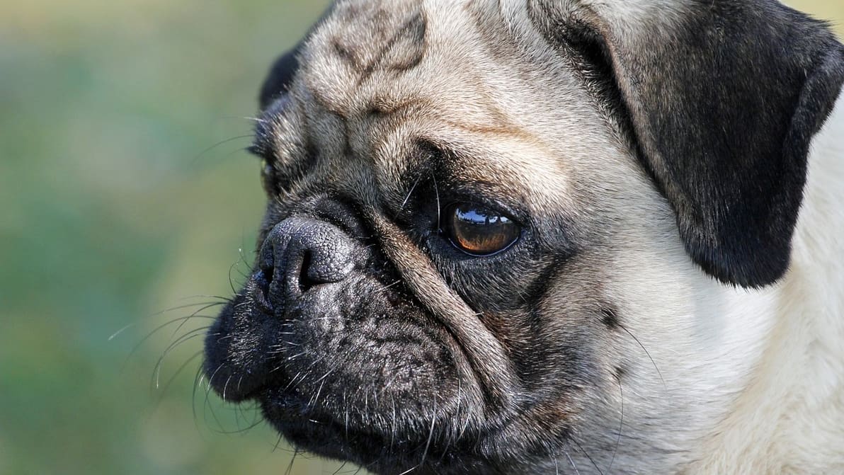 Featured image of 3D Printed Models Teach Children the Dangers of Short-Nosed Dog Breeds