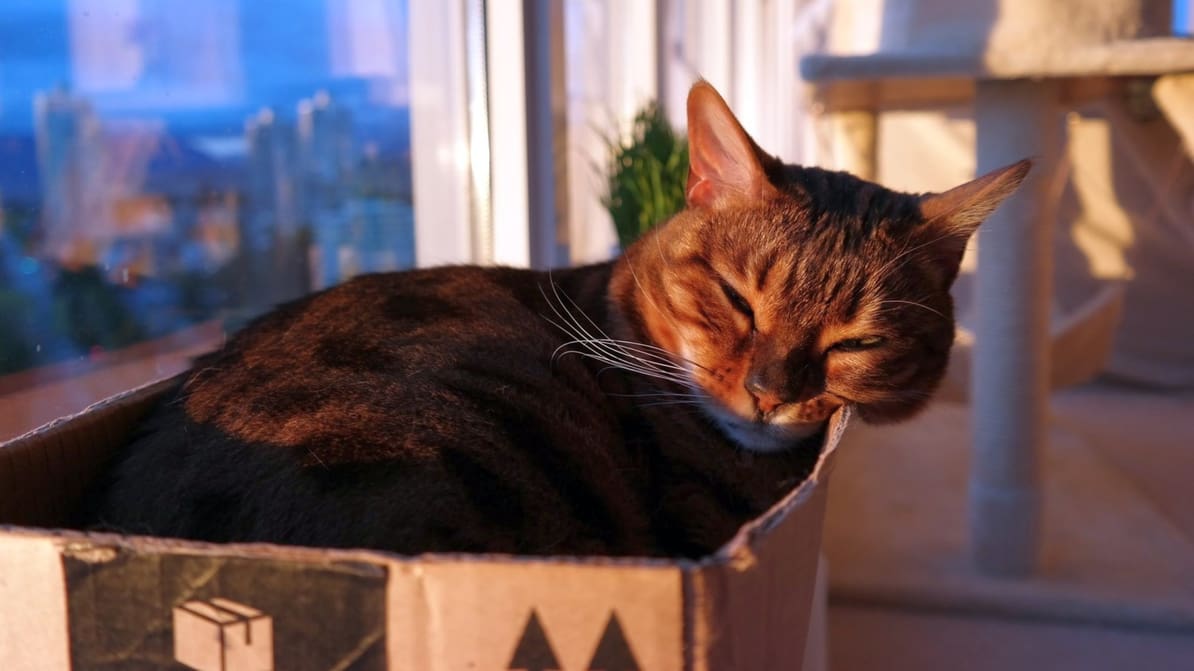 Featured image of Put Your Cat on a Diet With a 3D Printed Food Dispenser