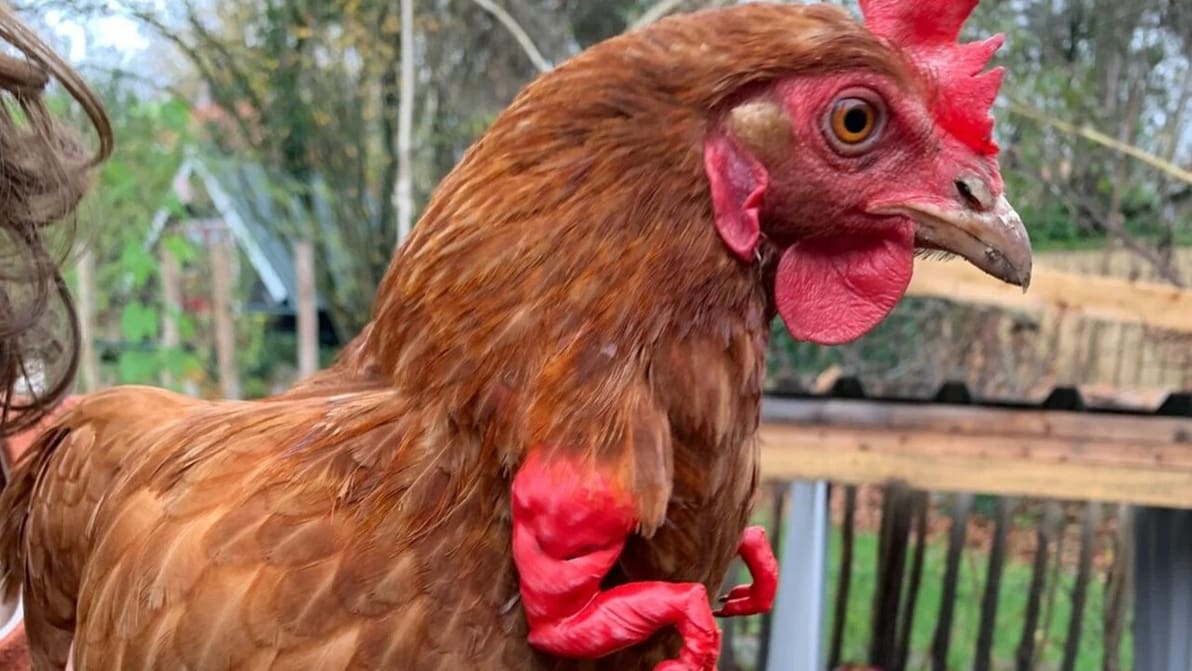 Featured image of 3D Printed Chicken Arms: Fun & Funny Models to 3D Print