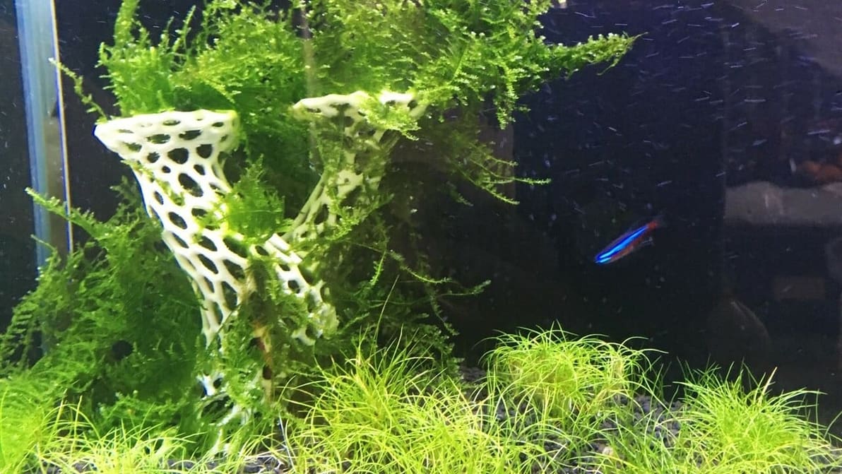 Featured image of The Best 3D Printed Aquarium Decorations & Accessories