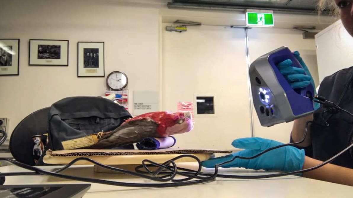 Featured image of Ditch the Calipers, Handheld 3D Scanners Accelerate Research