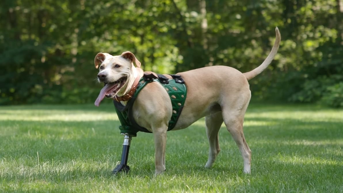 Featured image of DIY Prosthetics for Dogs