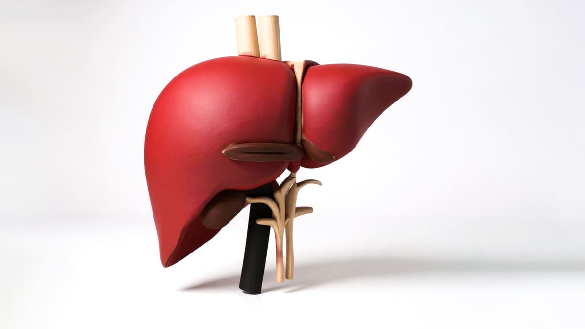 Image de l'en-tête de Organes sur mesure : programme de 200 millions de dollars vise à imprimer en 3D des foies personnalisés pour chaque patient
