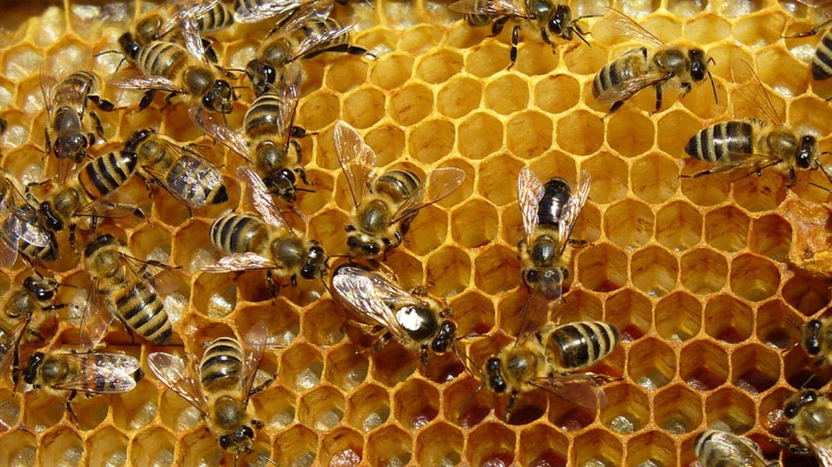 Featured image of 3D Printed Beehive: Save the Bees with HiveHaven