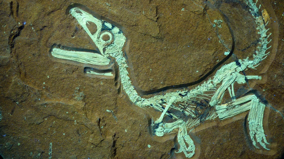 Featured image of Jurassic World Fossils Preserved With 3D Printing