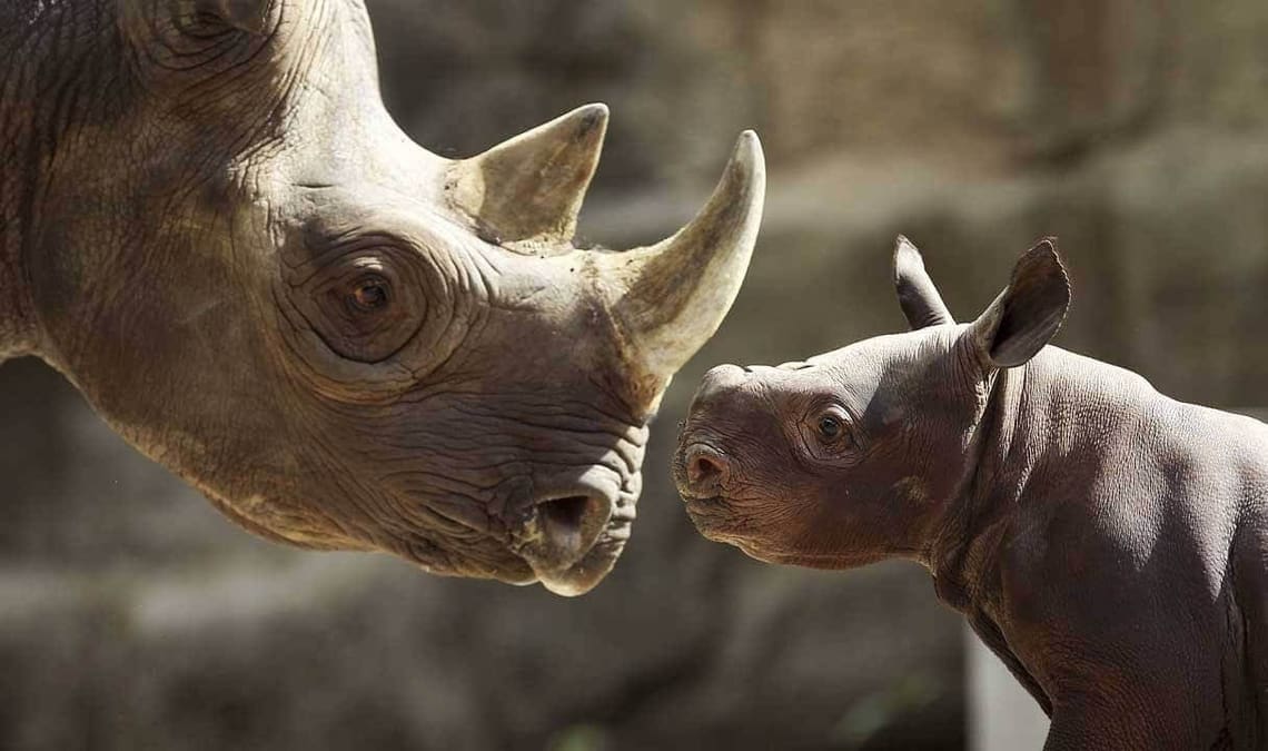 Featured image of 3D Printed Rhino Horns to Deter Ivory Poaching?
